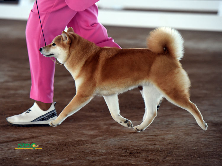 Temzin Shiba Inu