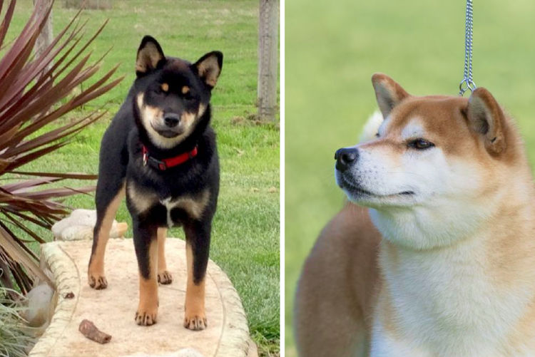Temzin Shiba Inu