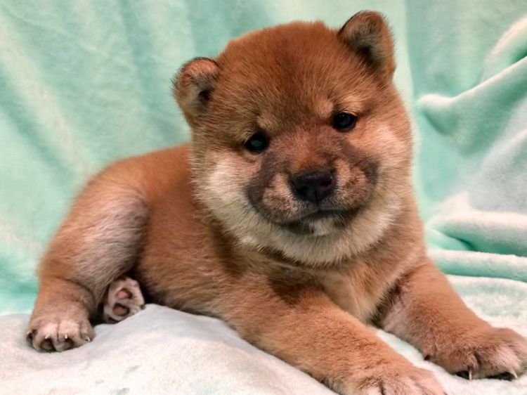 Temzin Shiba Inu