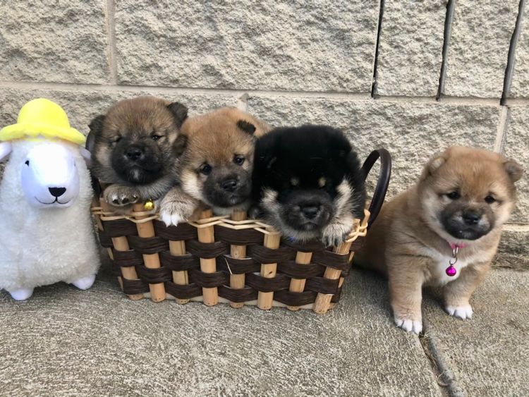 Temzin Shiba Inu
