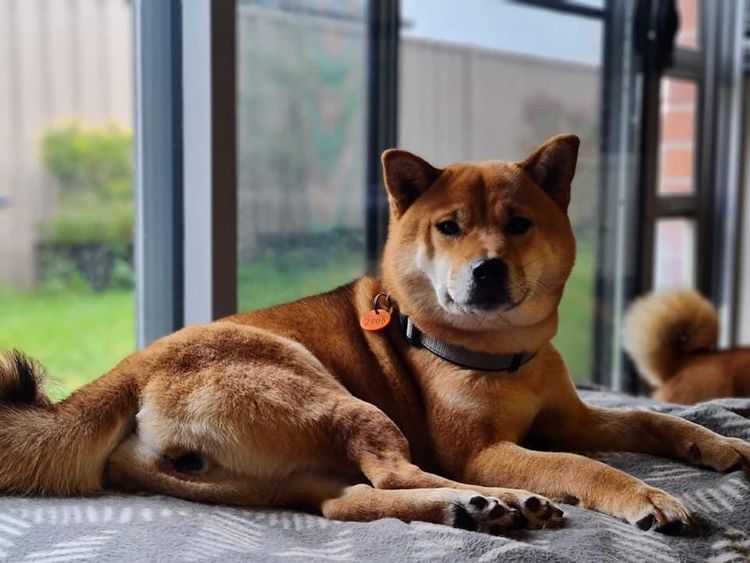 Temzin Shiba Inu