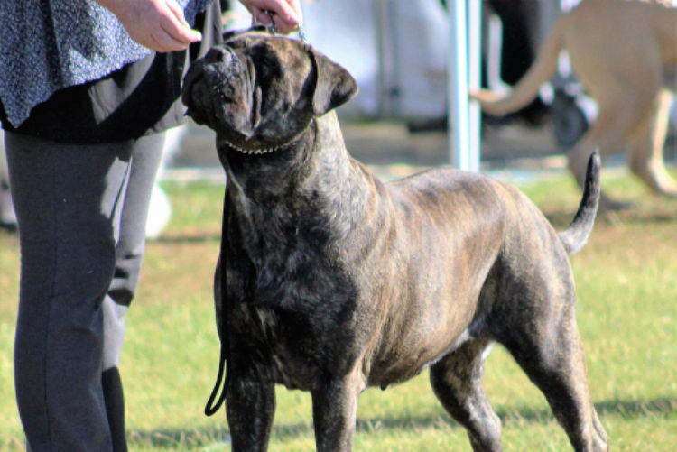 Dragonsaphir Bullmastiff