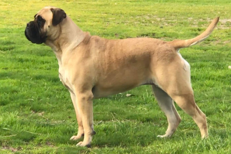 Dragonsaphir Bullmastiff