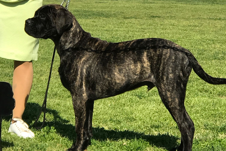 Dragonsaphir Bullmastiff