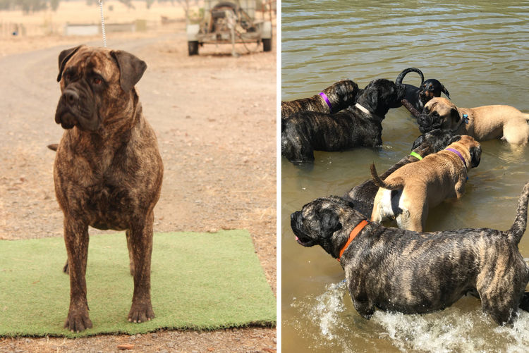 Dragonsaphir Bullmastiff