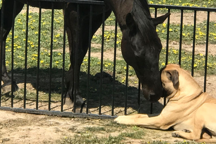 Dragonsaphir Bullmastiff