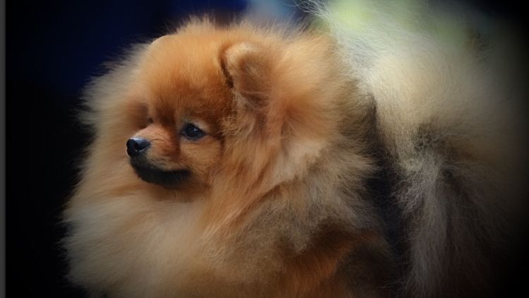 Pomfire Pomeranians
