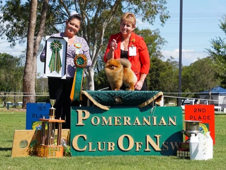 Pomfire Pomeranians