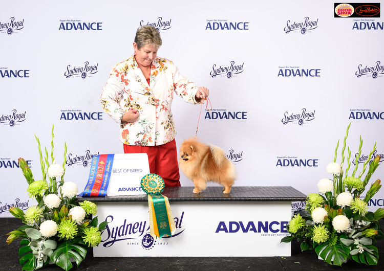 Pomfire Pomeranians