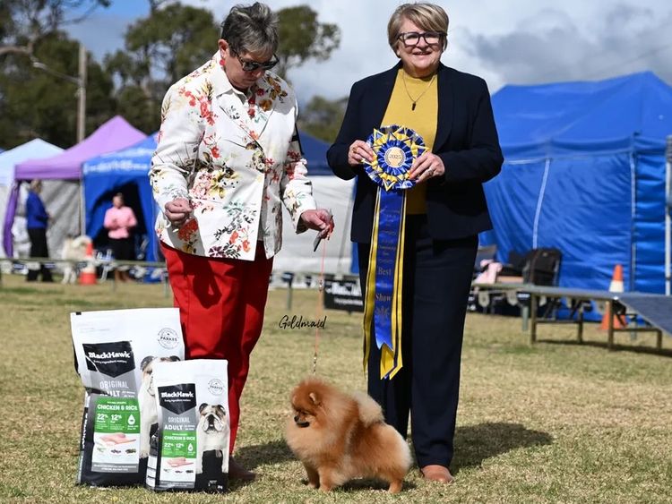 Pomfire Pomeranians