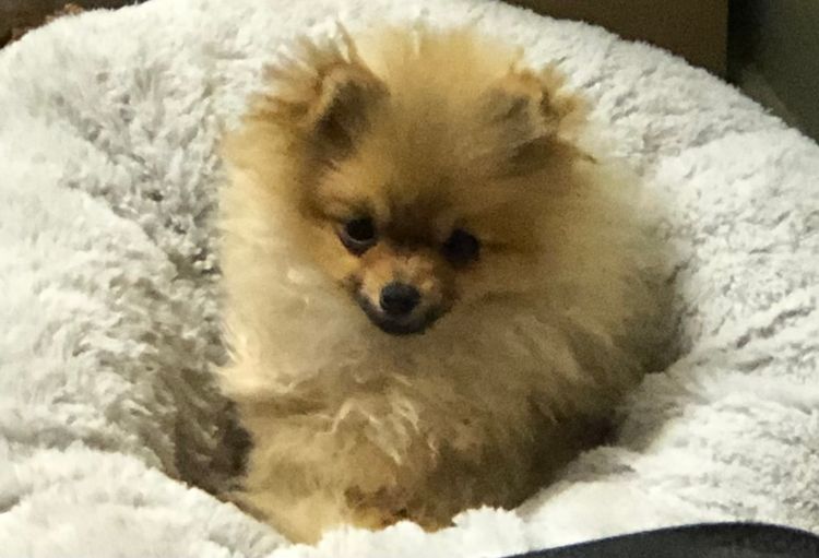 Pomfire Pomeranians