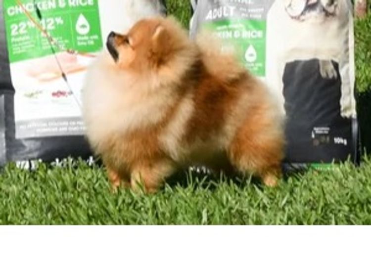 Pomfire Pomeranians