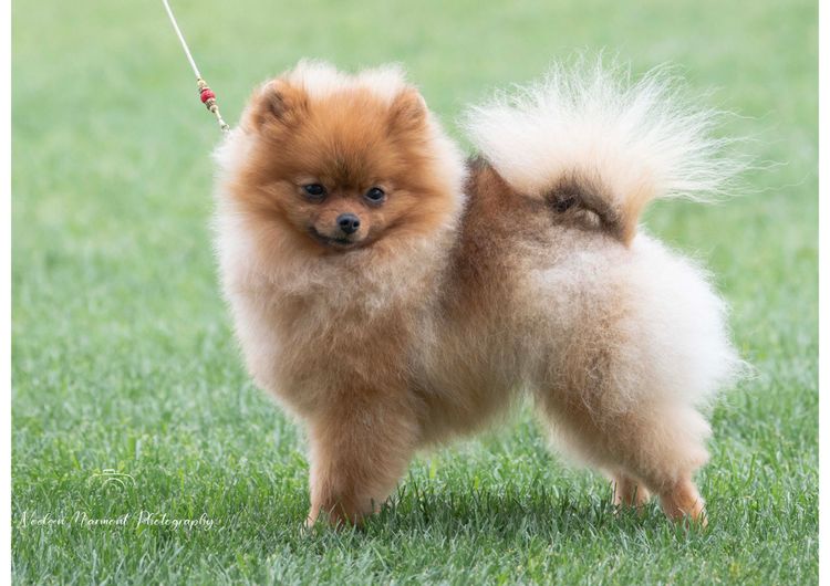 Pomfire Pomeranians