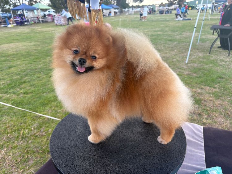 Pomfire Pomeranians