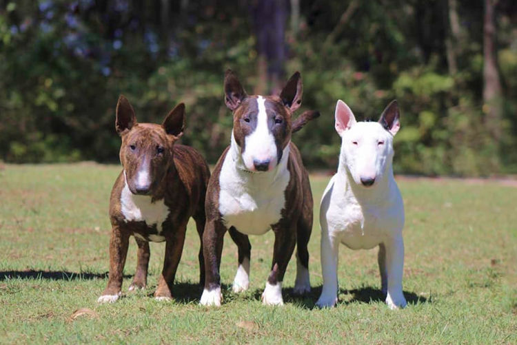 Daminabul Bull Terrier Miniatures