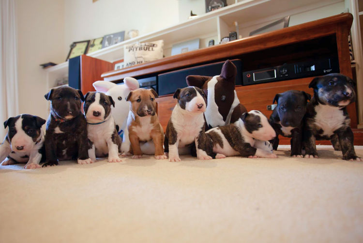 Daminabul Bull Terrier Miniatures