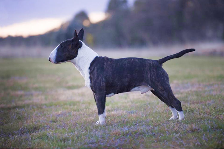 Daminabul Bull Terrier Miniatures