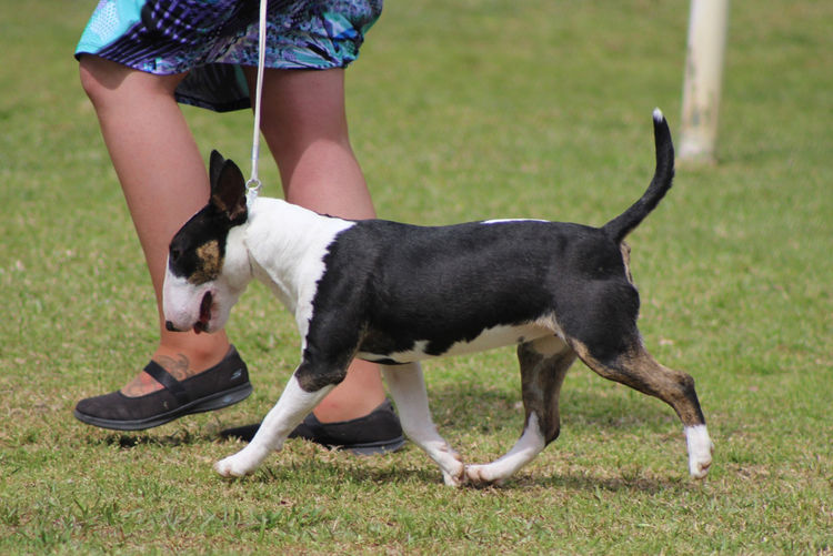 Daminabul Bull Terrier Miniatures