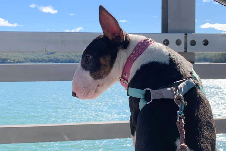 Daminabul Bull Terrier Miniatures