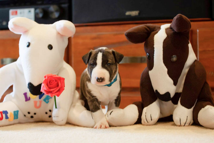 Daminabul Bull Terrier Miniatures