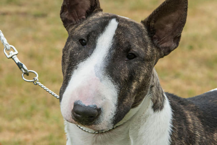 Daminabul Bull Terrier Miniatures