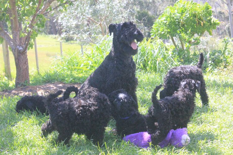 Tasshot Kerry Blue Terriers