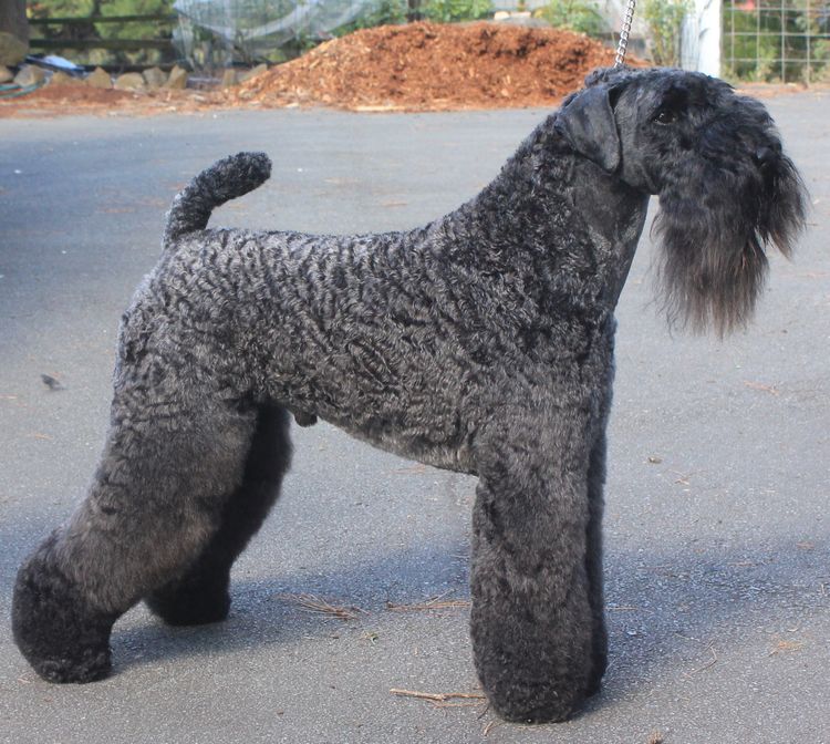 Tasshot Kerry Blue Terriers