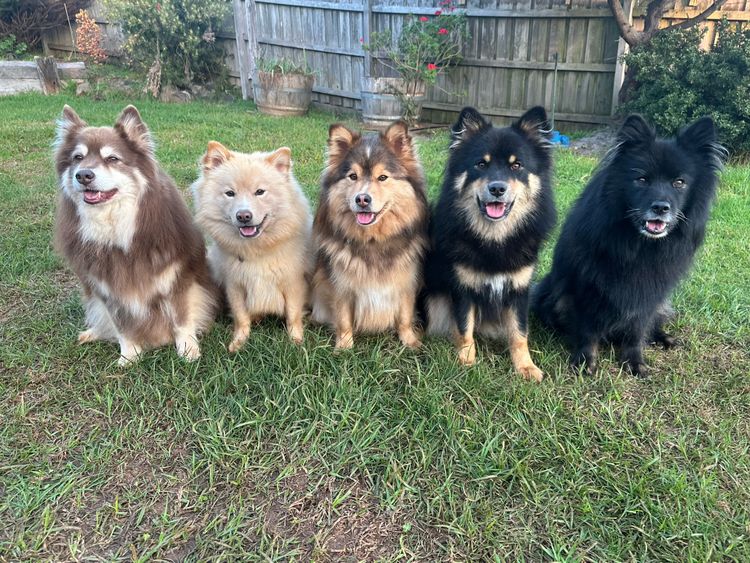 Ehana Finnish Lapphunds