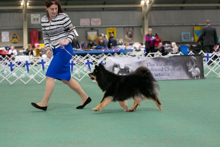 Ehana Finnish Lapphunds