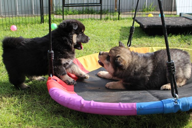 Ehana Finnish Lapphunds