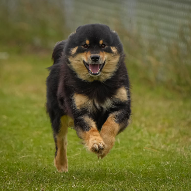Ehana Finnish Lapphunds