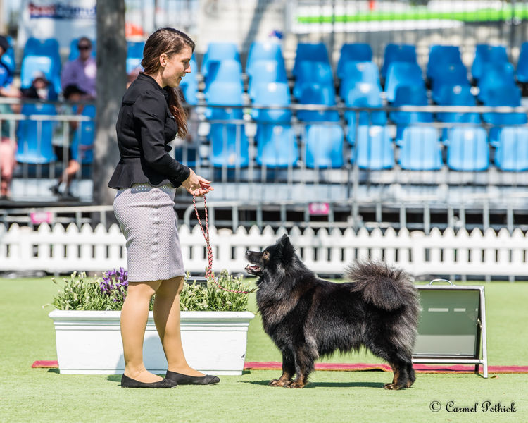 Ehana Finnish Lapphunds