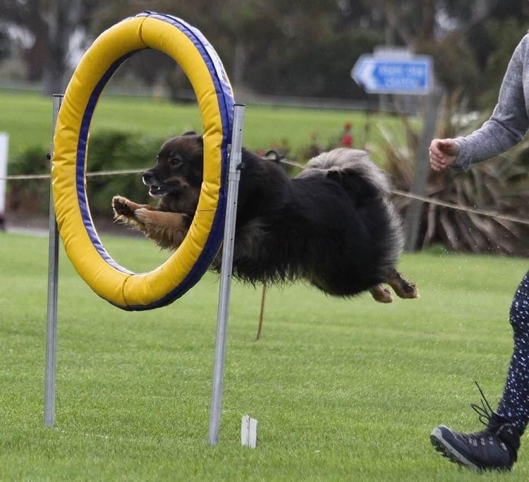 Ehana Finnish Lapphunds