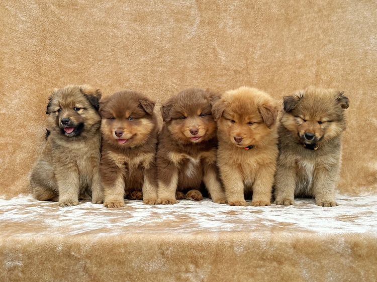 Ehana Finnish Lapphunds