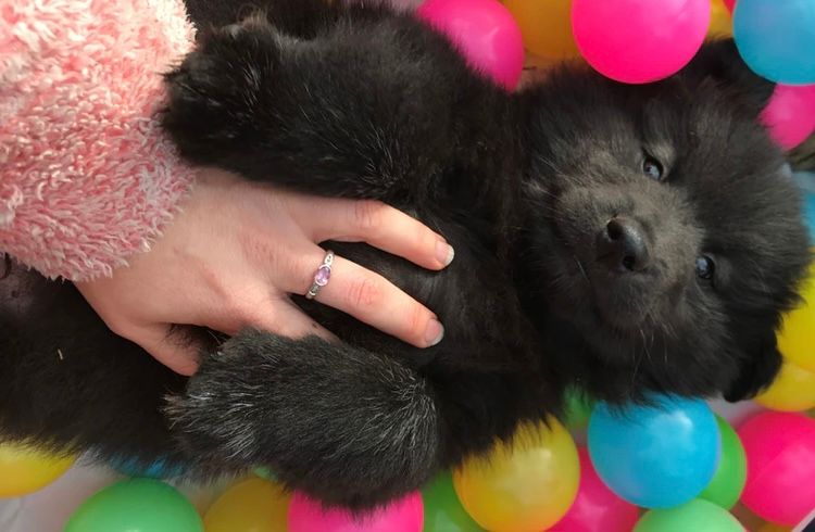 Ehana Finnish Lapphunds