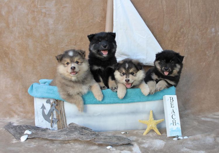 Ehana Finnish Lapphunds