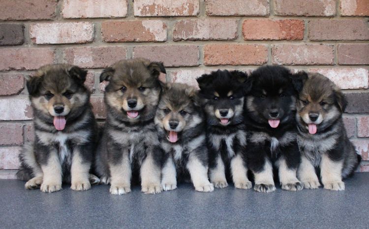 Ehana Finnish Lapphunds