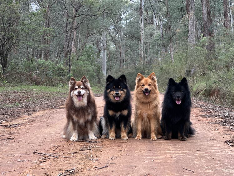 Ehana Finnish Lapphunds