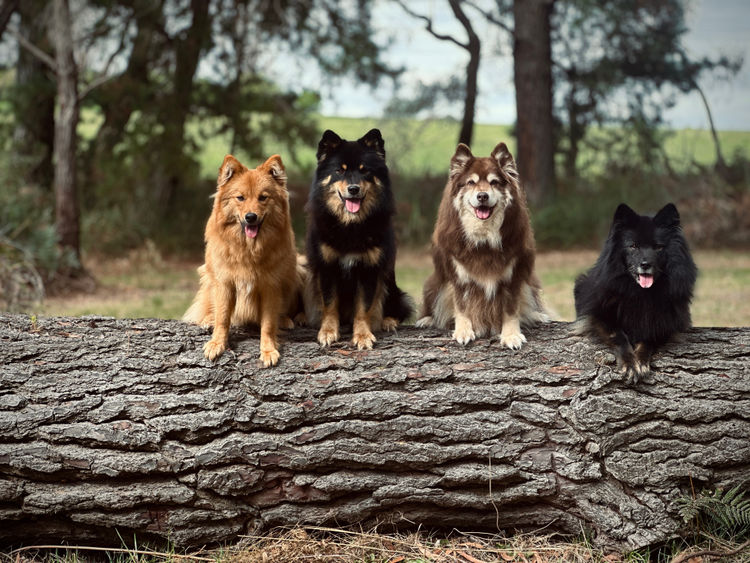 Ehana Finnish Lapphunds