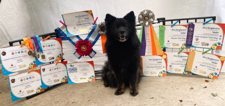 Ehana Finnish Lapphunds