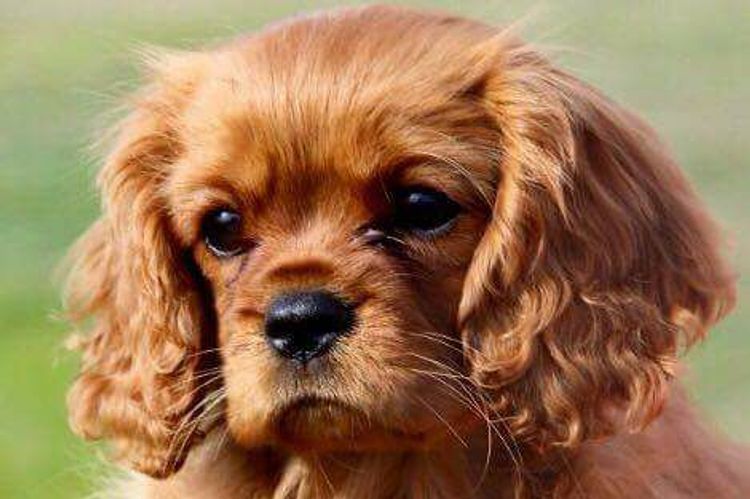 Blacklash Cavalier King Charles Spaniels