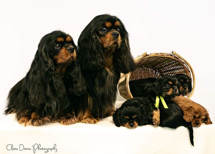 Blacklash Cavalier King Charles Spaniels