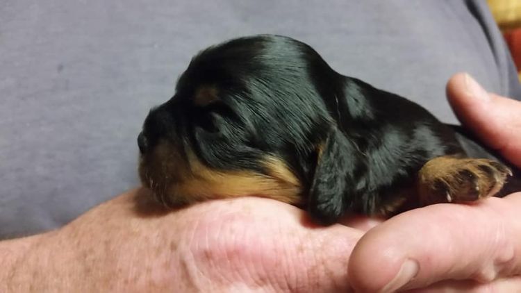 Blacklash Cavalier King Charles Spaniels