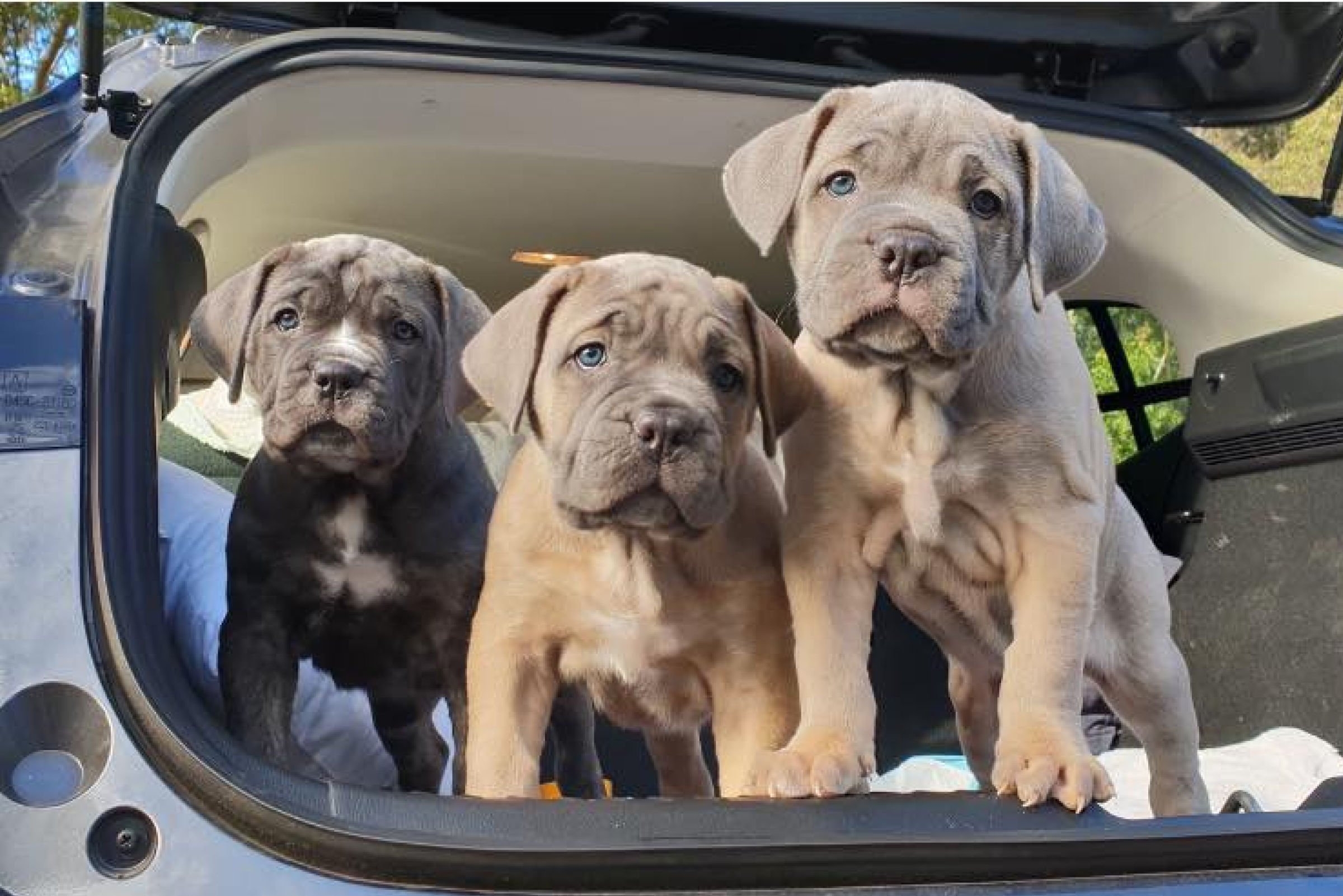 Best cane corso kennels Online