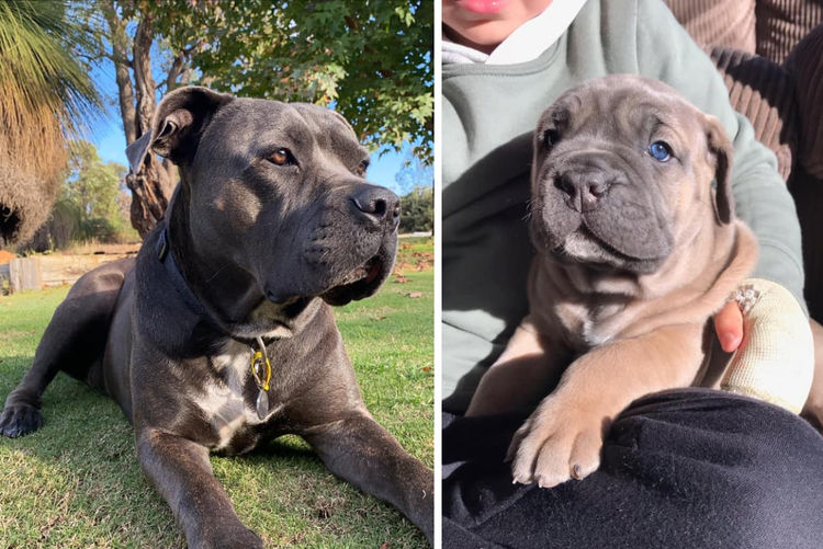 Thore Cane Corso