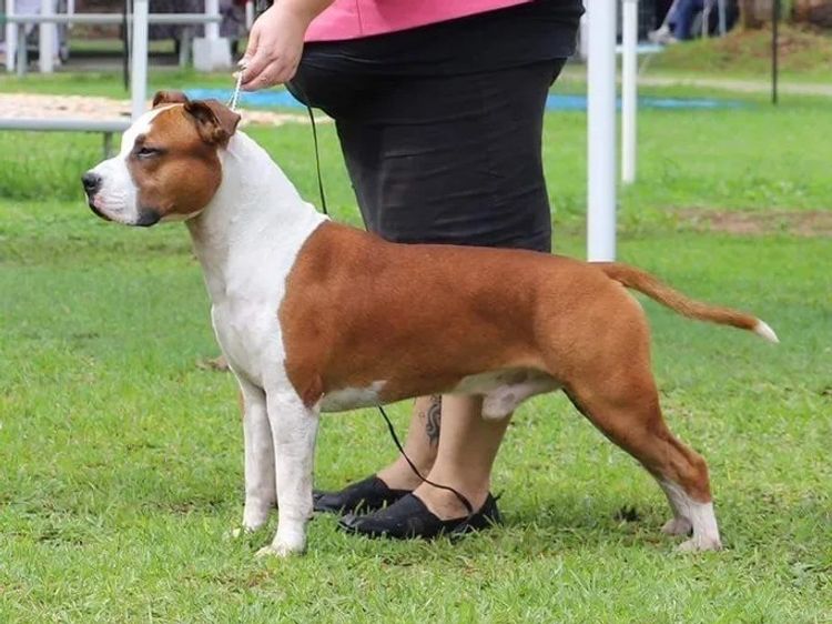 Imperiums American Staffordshire Terriers