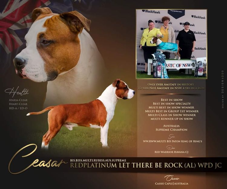 Imperiums American Staffordshire Terriers
