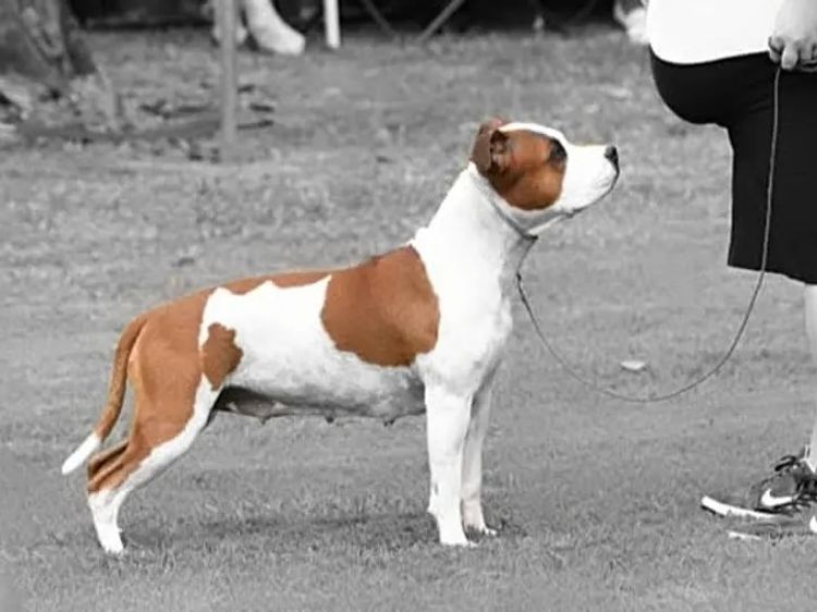 Imperiums American Staffordshire Terriers