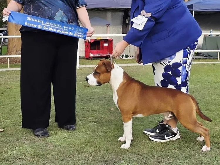 Imperiums American Staffordshire Terriers
