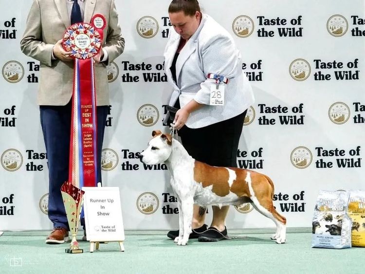 Imperiums American Staffordshire Terriers